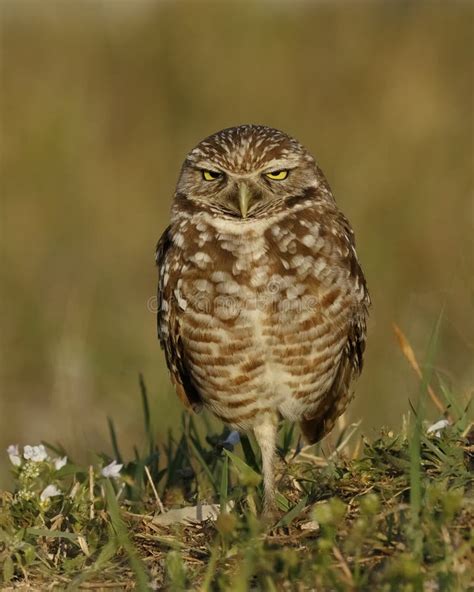 Florida Burrowing Owl Athene Cunicularia Floridana Stock Photo Image