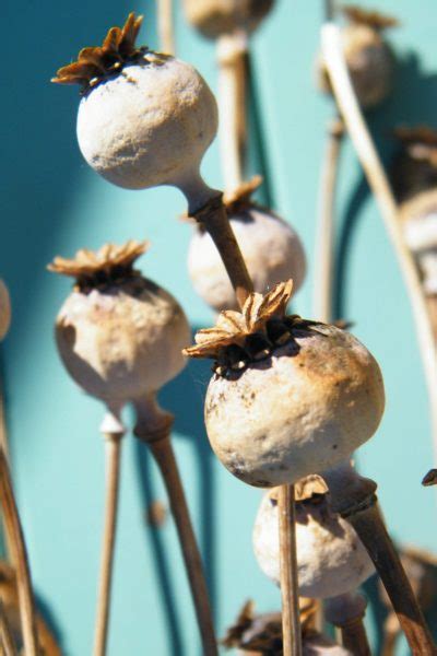 Growing My Own Dried Flowers Poppy Seed Heads Dried Flower Craft