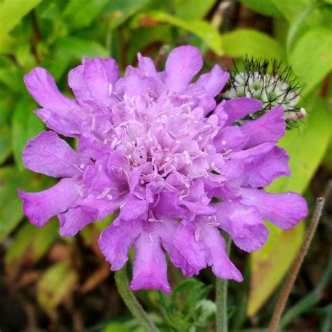 Scabiosa Butterfly Blue Scabious Butterfly Blue In Gardentags