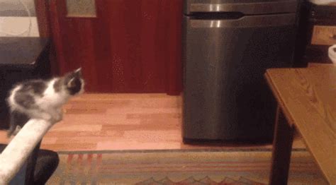 This Adorable Kitten Failing To Jump Onto A Table Represents All Of Us Trying To Get To Friday