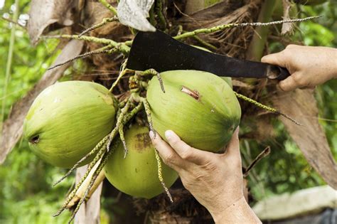 Medicinal properties of th e coconut fruit. Harvesting Of Coconut Trees - How To Pick Coconuts From Trees