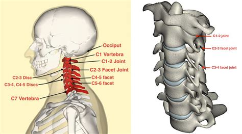 Cervical Spine C2 And C3