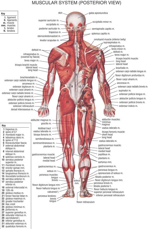 Female Anatomy Diagram Organs Koibana Info Human Body Muscles