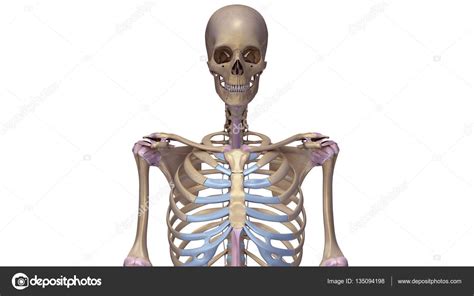 esqueleto con ilustración de ligamentos fotografía de stock © sciencepics 135094198