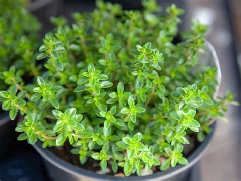 How To Grow Thyme From Seed Plant Instructions