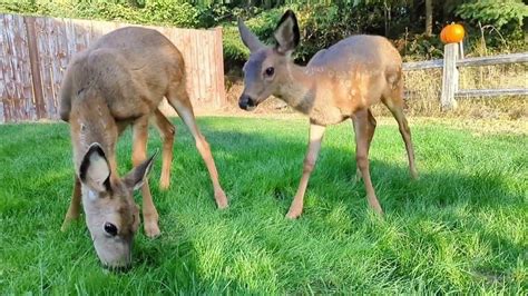 Fawn Twins Soaking Up Last Of The Summer Sun Like And Subscribe 😃