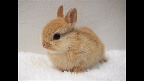 🐇 Cute Rabbit 🐇 Youtube