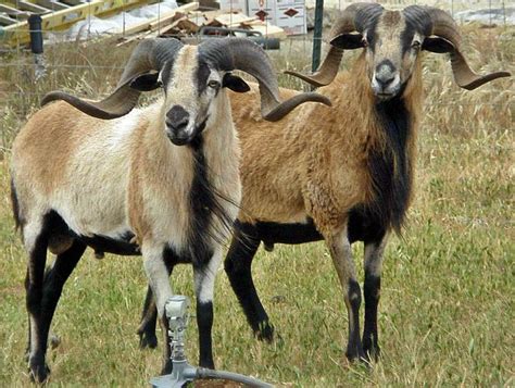 Barbados Blackbelly Sheep Sheep Breeds Goats Goat Farming
