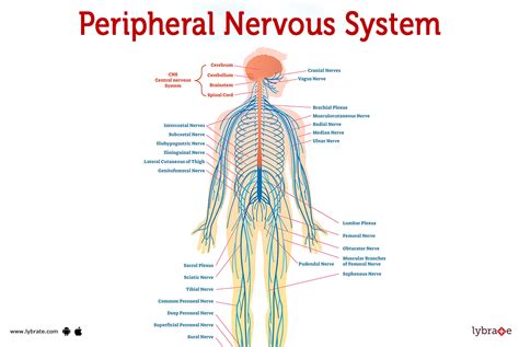 Peripheral Nervous System Human Anatomy Picture Functions