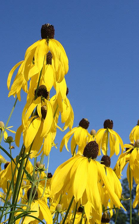 Ratibida Pinnata Yellow Coneflower