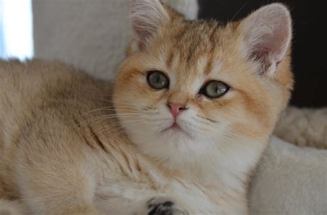 Photo De Chat De Race British Shorthair Golden Shaded