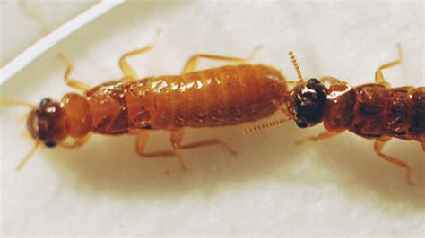 Super Termite Hybrid May Wreak Havoc On Florida Fox News