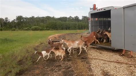 Goats For Natural Weed Control Youtube