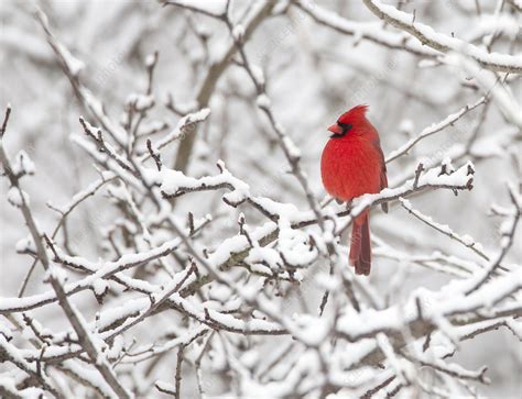 Northern Cardinal Male Perched Amid Snow Covered Branches Stock Image