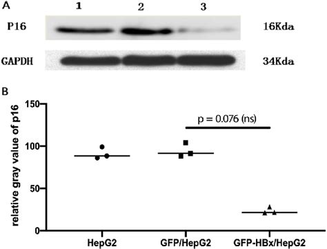 A Detection Of P16 Protein With Western Blotting 1 Hepg2 2 Green