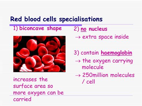 Blood Presentation Health And Disease