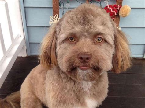 Dog With Human Face Goes Viral On Twitter Web Top News