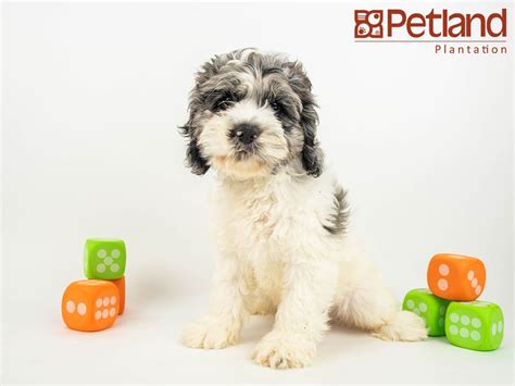 Cute puppies sell, and that makes the the cost of a cockapoo puppy varies depending on the breeder's locale and whether he has obtained health clearances on the pup's parents. Petland Florida has Cockapoo puppies for sale! Interested ...