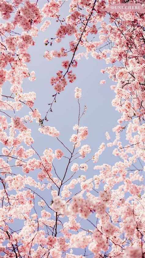 Samsung Wallpaper Girly Hintergrundbild Tapete Cherry Blossom Wallpaper