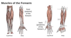 But when the complexity of the interaction of the elbow with the forearm and wrist is understood, it is easy to see why the elbow can cause problems when it does not function correctly. tennis elbow anatomy forearm muscles - Bowen Therapy