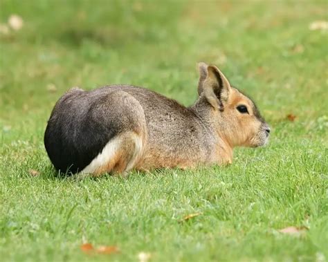 Patagonian Mara Facts Diet Habitat And Pictures On Animaliabio