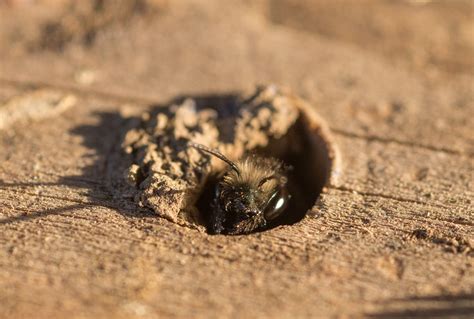 Mason Bee Osmia Lignaria Peeking Out Of Its Wood Bore Nest Jennifer