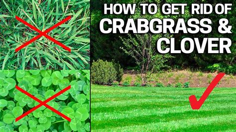 Eliminating Crabgrass Your Lawn
