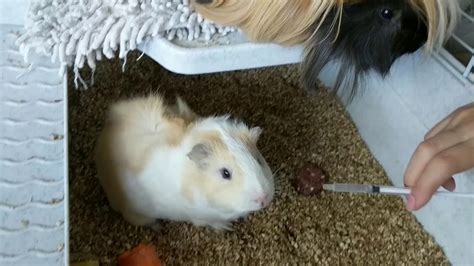 Burgess excel has 36 percent of fiber and is an excellent source of vitamin c. Guinea Pigs taking Vitamin C - YouTube