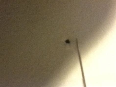 Why Are Small Holes Appearing In My Ceiling Small Random Holes