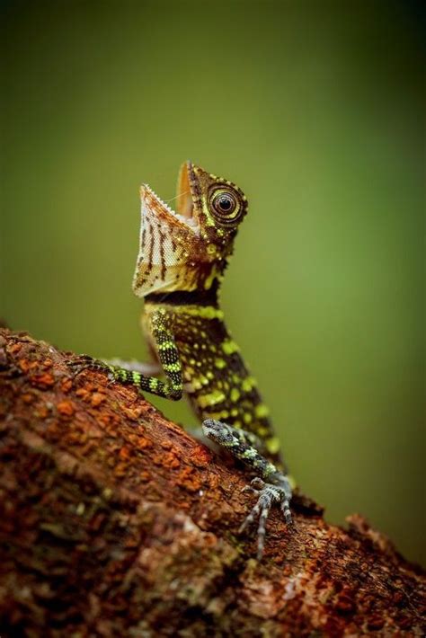 Bornean Dragon 🐲 Les Reptiles Reptiles And Amphibians Mammals