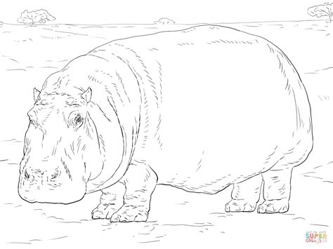 Hippopotamus Coloring Page Free Printable Coloring Pages