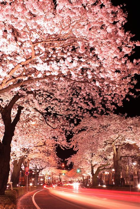 Long Exposure Photos Of Japanese Cherry Blossoms At Night My Modern Met