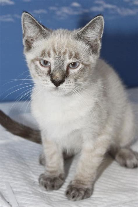 Explorer The Lynx Point Siamese Kittens Web Page