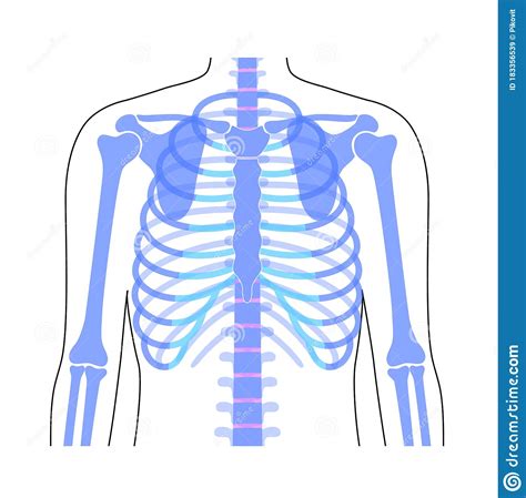 Intercostal muscles the intercostal spaces are filled by two sign up to save your progress and obtain a certificate in alison's free diploma in human anatomy and physiology online course. Human rib cage anatomy stock vector. Illustration of bone ...