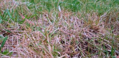 How To Identify The Cause Of Brown Spots In Your Lawn Todays Homeowner