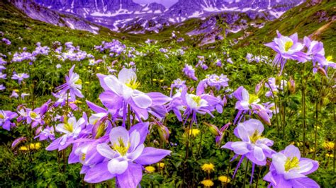 Purple Flowers In Mountain Field