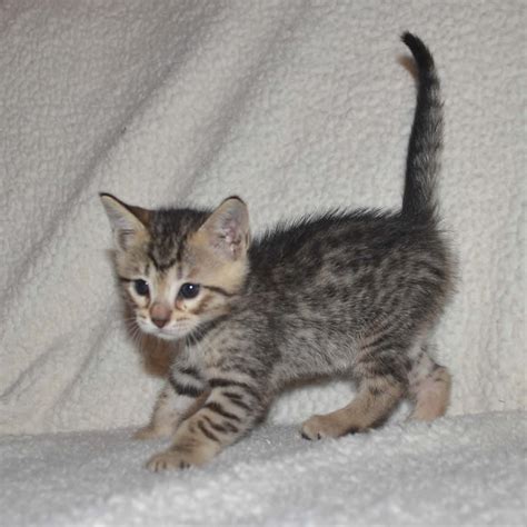 F5 savannah kittens and for sale. f5-savannah kittens-nf3d - Savannah Kittens by Amanukatz