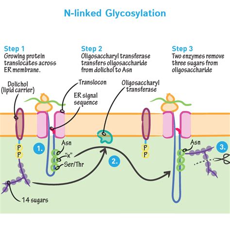 Cell Biology Glossary N Linked Glycosylation Ditki Medical