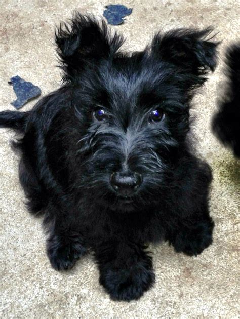 1000 Images About Scottie Puppies On Pinterest Scottie Dogs Puppys