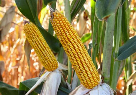 Dupont Pioneers Next Generation Of Waxy Corn Shows The Green Side Of