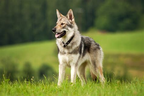 Sobre Perros Y Lobos Mis Animales