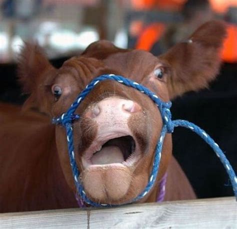 Funny Cow Pictures To Make Your Day Dump