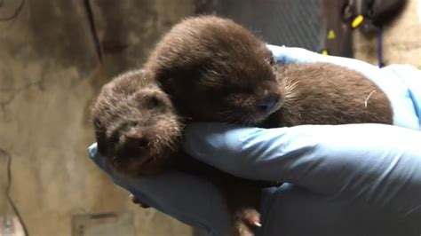 Baby Otters Born At The Oregon Zoo And They Are Adorable