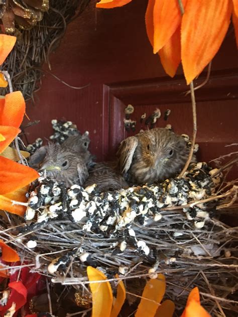 Nestwatch Baby House Finches Nestwatch