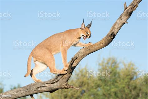Caracal South Africa Snarling On Tree Branch Stock Photo Download