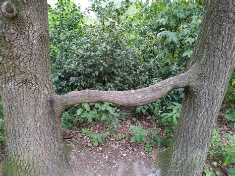 Two Trees Sucking On Each Other Rtreessuckingonthings