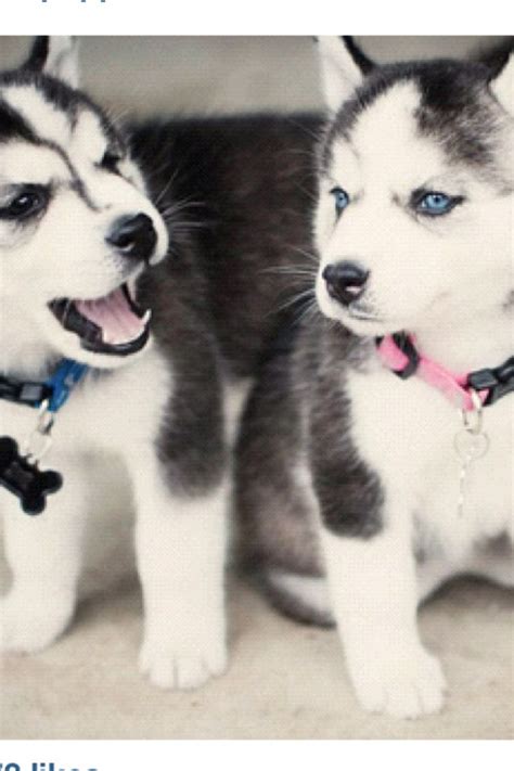 24 Best Baby Huskies Images On Pinterest Husky Puppy