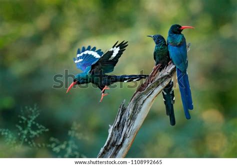 Green Wood Hoopoe Phoeniculus Purpureus Bird Stock Photo 1108992665
