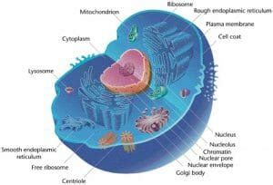 It is easier to describe these parts by using diagrams plant and animal cells. Animal Cell - Definition, Functions and Structure ...