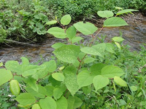 Gibside Invasive Species